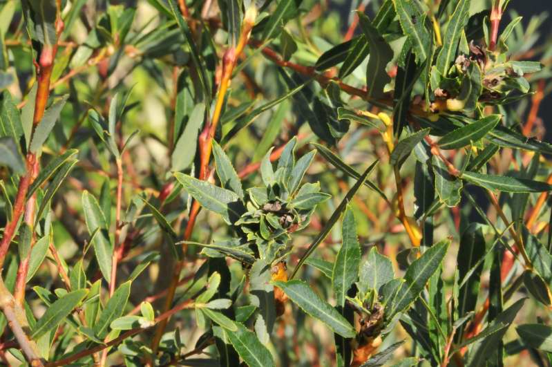 Salix purpurea subsp. purpurea / Salice rosso